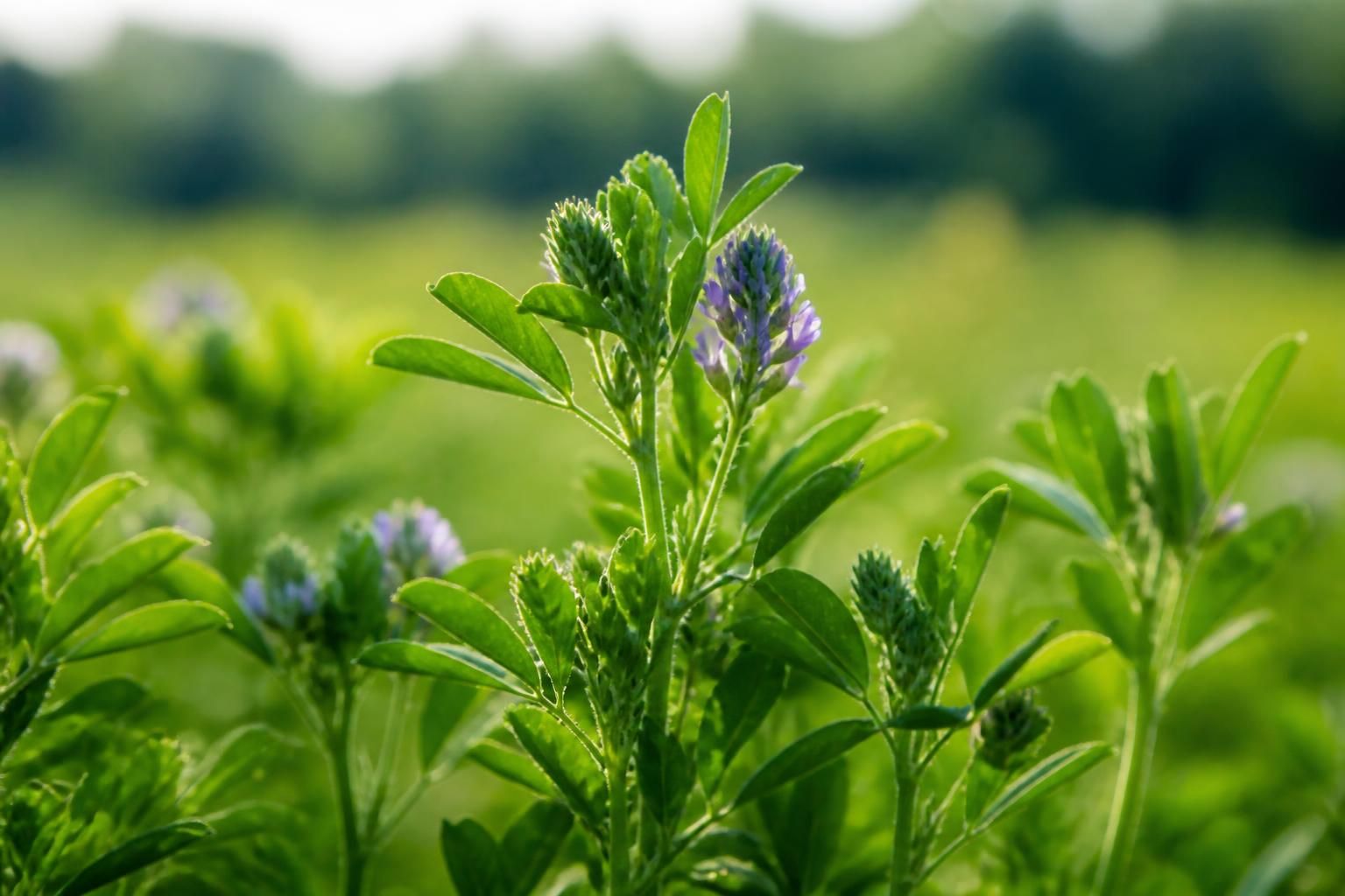 découvrez les bienfaits santé méconnus de l'alfalfa, une plante aux nombreuses vertus pour votre bien-être et votre vitalité.