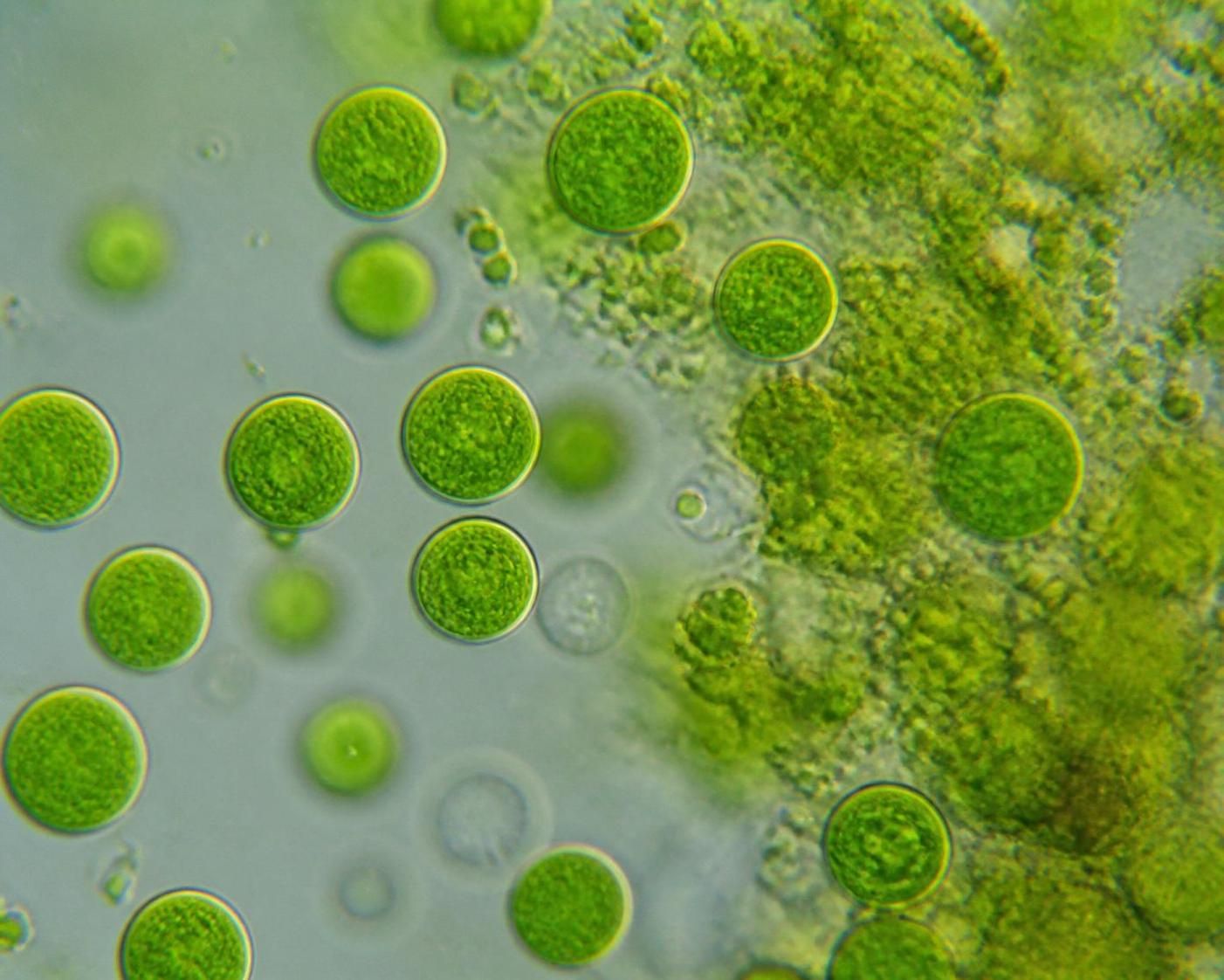 découvrez les bienfaits de la chlorella pour soutenir la détoxification naturelle de votre corps et booster votre énergie au quotidien grâce à ses propriétés nutritionnelles uniques.