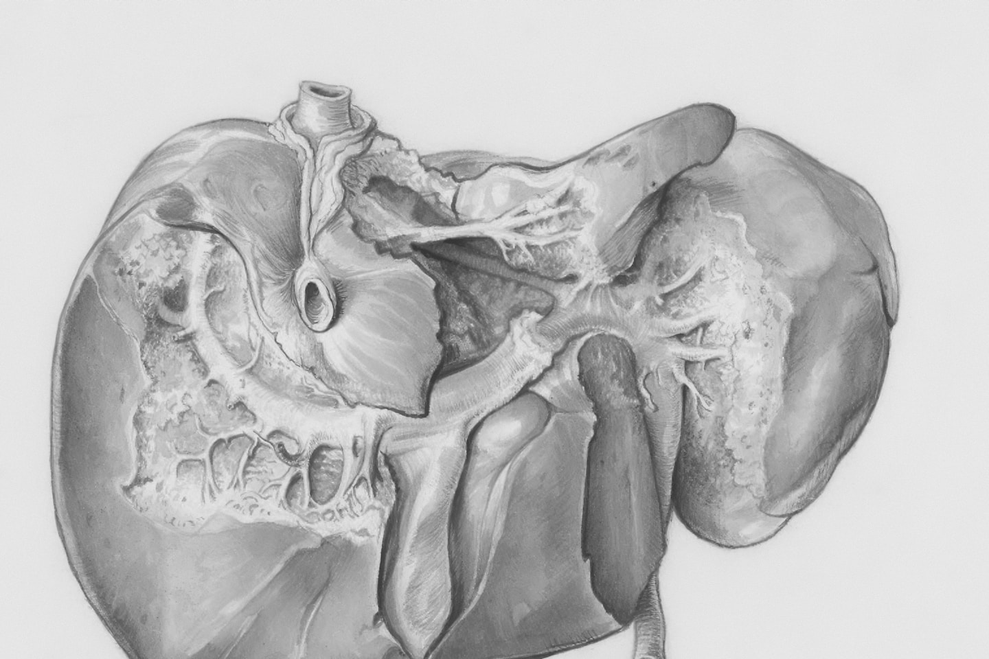 Title: Liver Creator: Mol, L Date: 1955-05-20 Providing institution: Universitaire Bibliotheken Leiden Aggregator: Dutch Collections for Europe Providing Country: Netherlands Public Domain Liver by Mol, L - Leiden University Libraries, Netherlands - Public Domain. https://www.europeana.eu/item/744/item_3463121